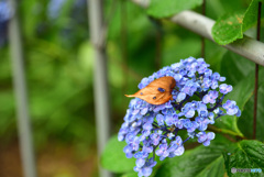 枯れ葉と紫陽花