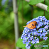 枯れ葉と紫陽花