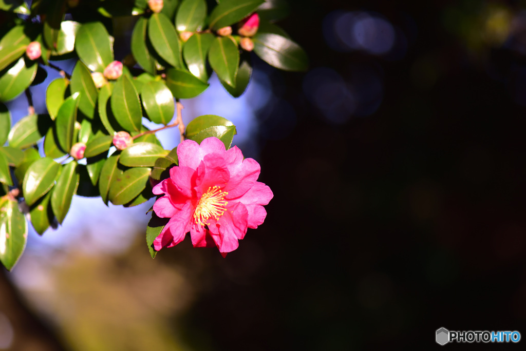 山茶花　④