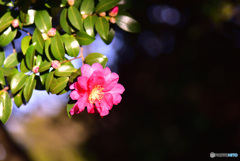 山茶花　④