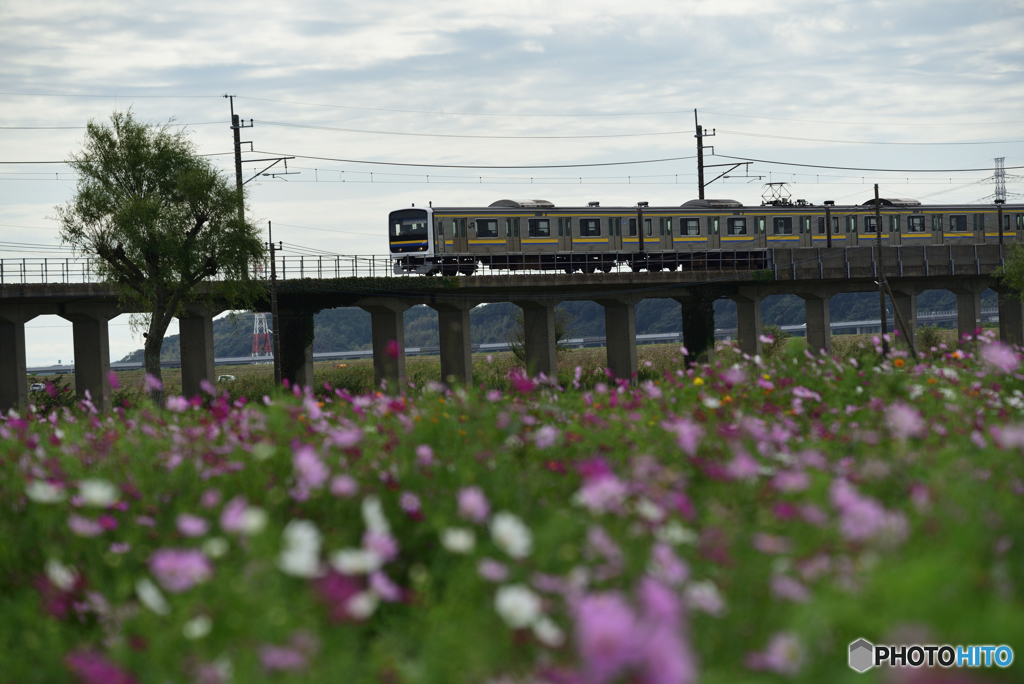 電車とコスモス畑