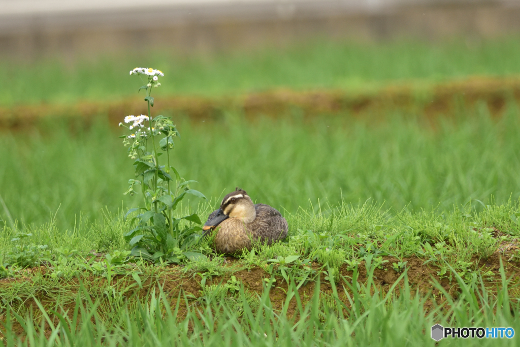 のんびりしているよ