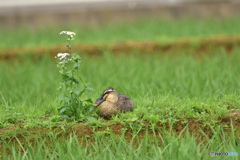 のんびりしているよ