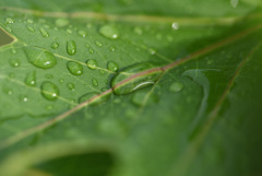 葉の上に水溜り