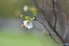 今年も咲いていましたよ。