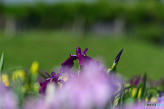 花菖蒲④