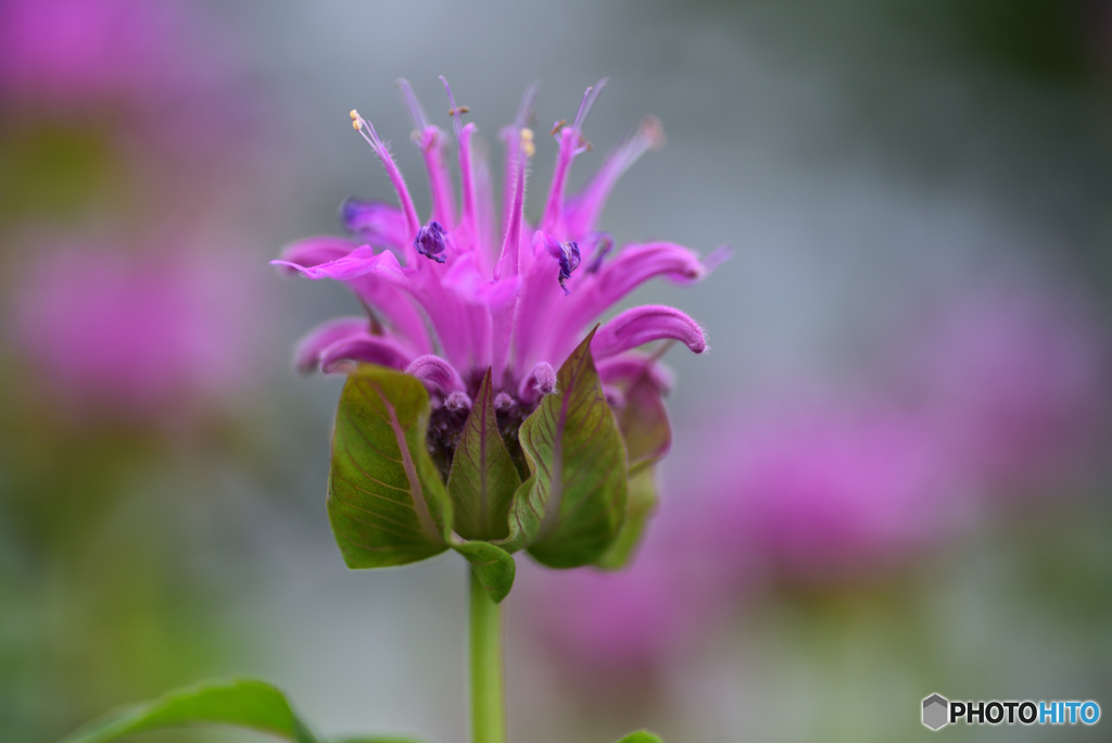 コウフン、してる
