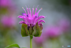 コウフン、してる