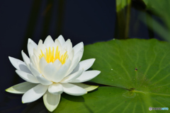 睡蓮 