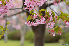 公園の桜