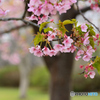 公園の桜