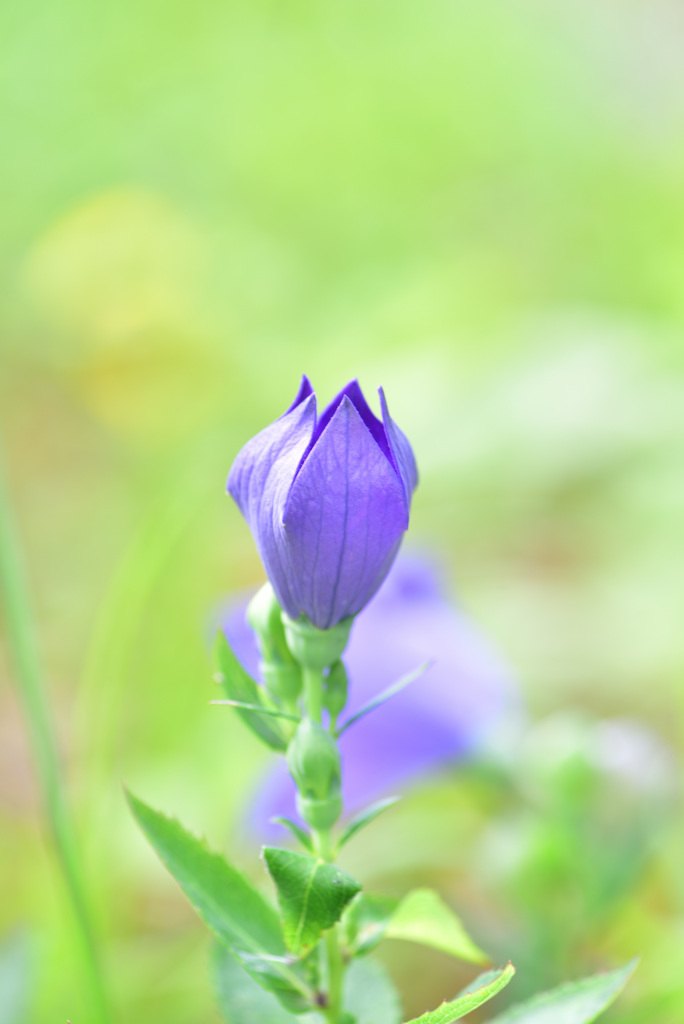 蕾