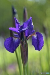 貴女の季節きたね