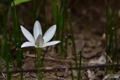 蝶と花　　