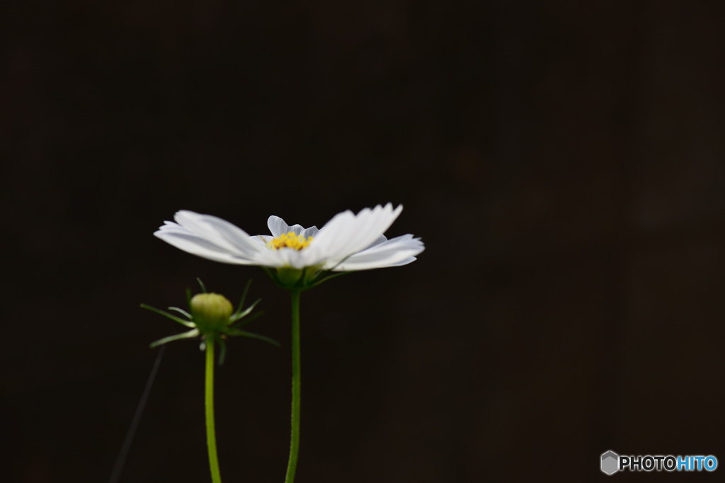 波打つ花びら