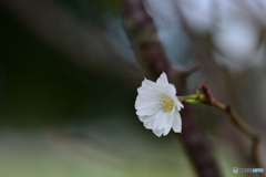 今年も咲きましたね。