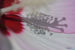 影でいいのよ、 影でいいのよ、