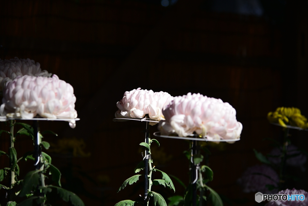 菊　④