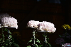 菊　④