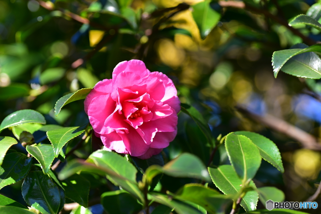 山茶花