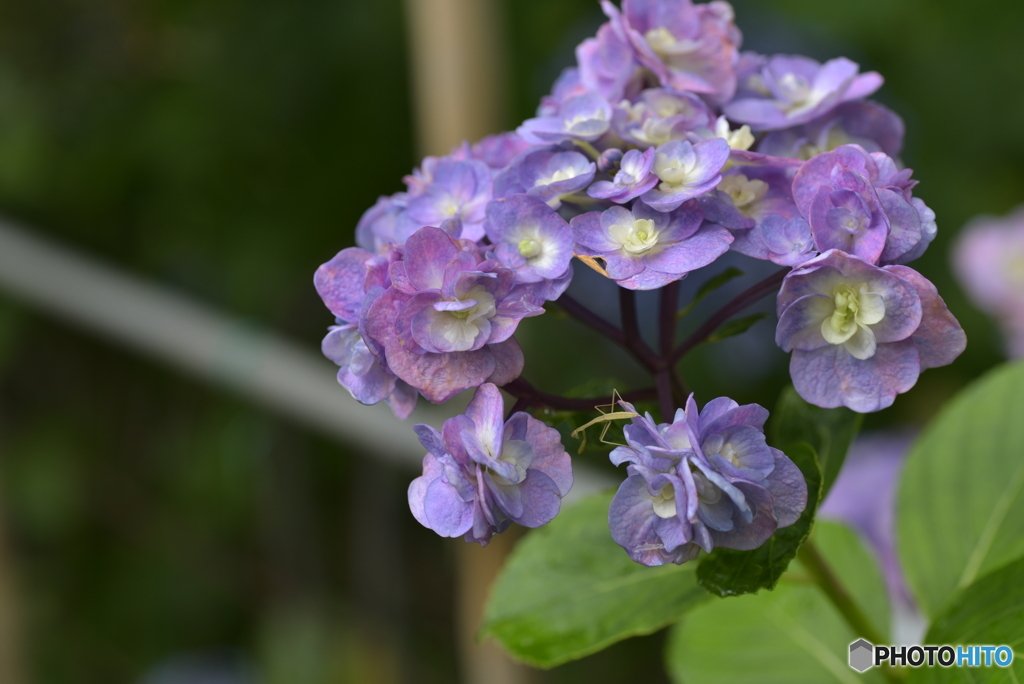 虫と紫陽花