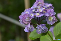 虫と紫陽花