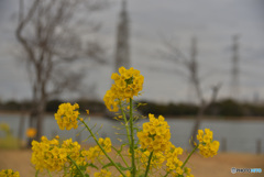 菜の花