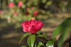 山茶花の季節が