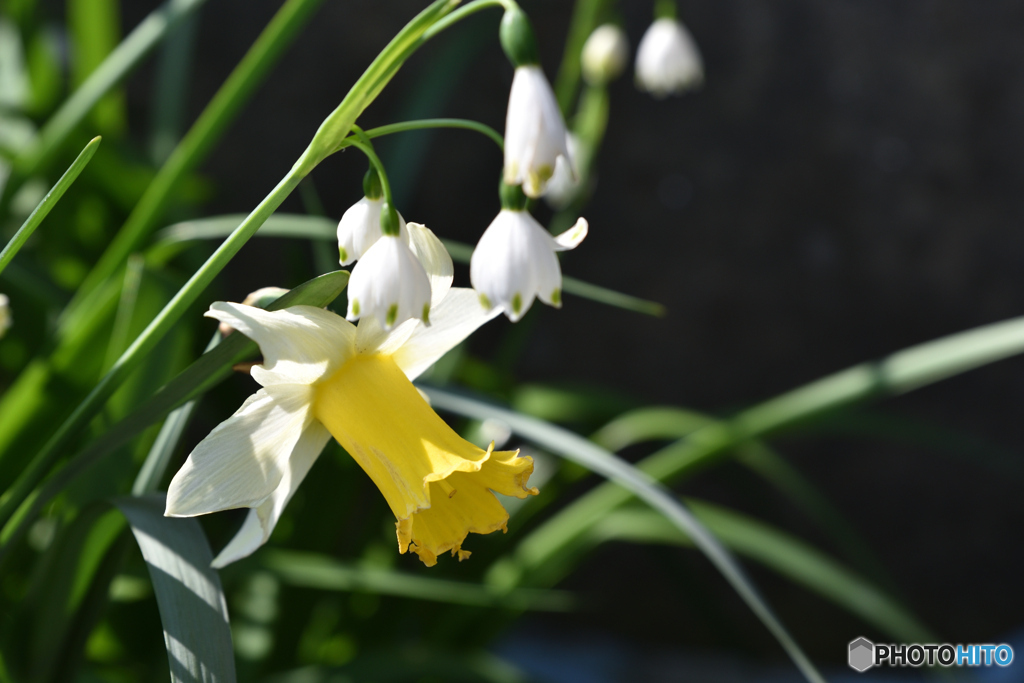 ラッパとフレーク 