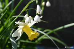 ラッパとフレーク 