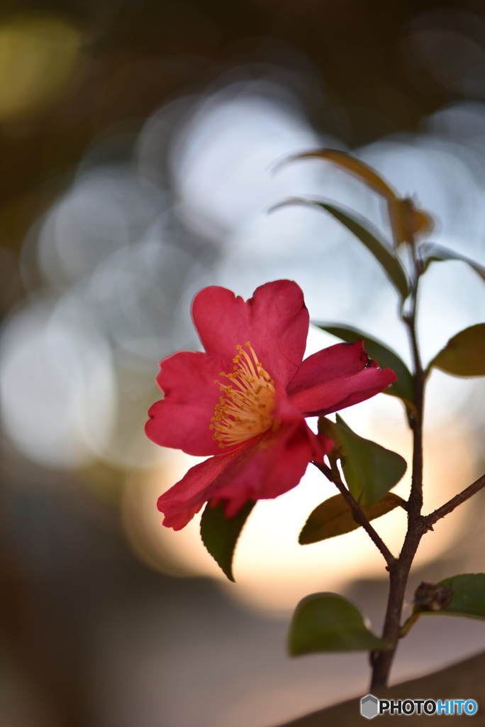 山茶花
