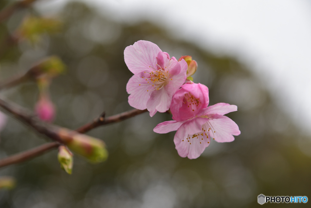 ごめんね開花邪魔した