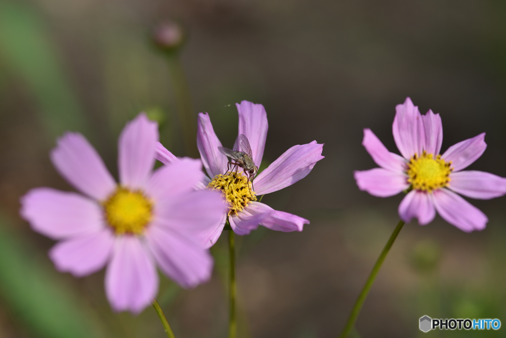 ハチと期の早い花