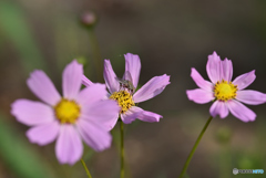 ハチと期の早い花
