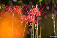 今日はこの花が合う
