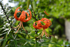 鬼百合
