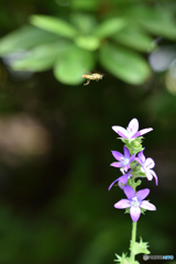上に蜂がいるぞ～