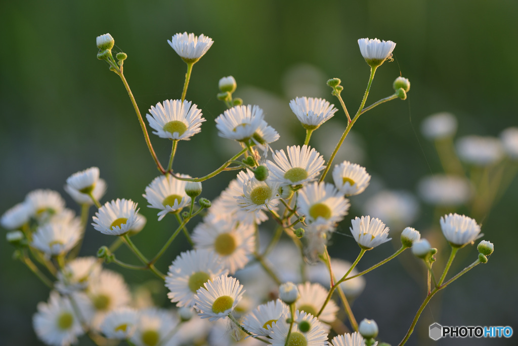 道端の花