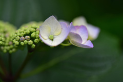 紫陽花①