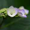 紫陽花①