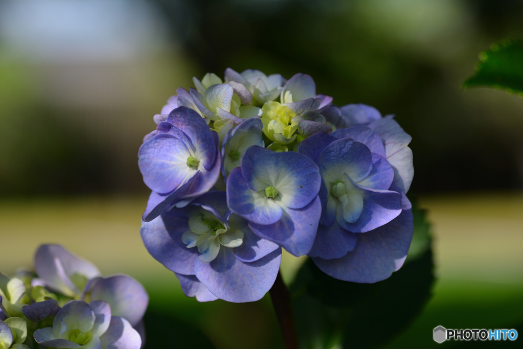 紫陽花