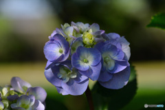 紫陽花