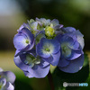 紫陽花