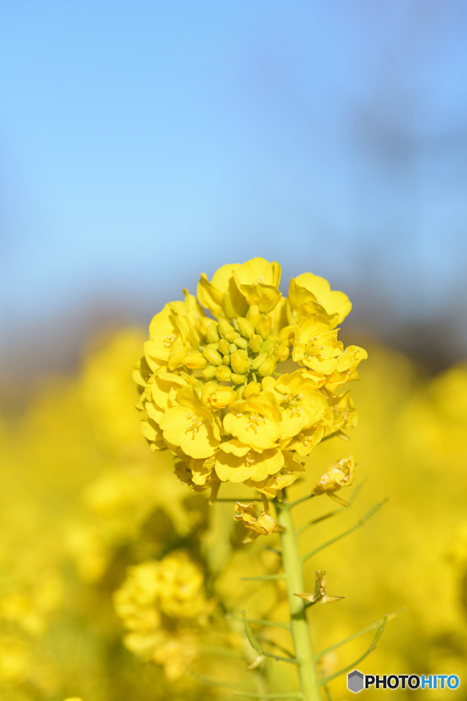 菜の花