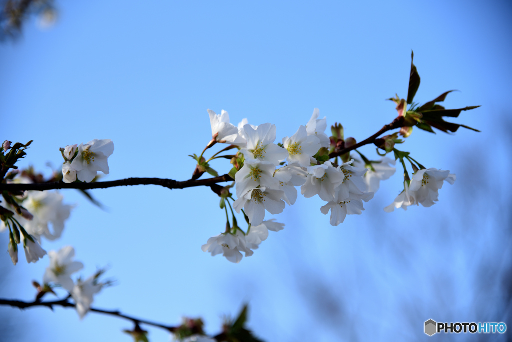 オオシマザクラ