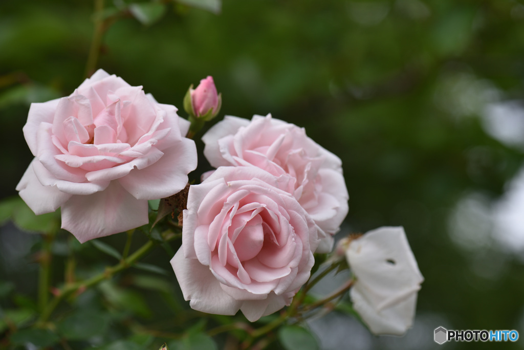 薔薇