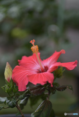 鉢植えのハイビスカス