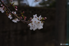 サクラ