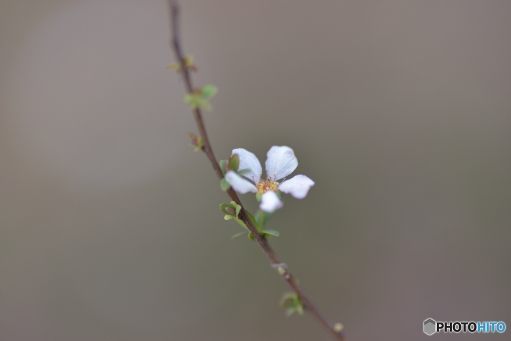 小さな花