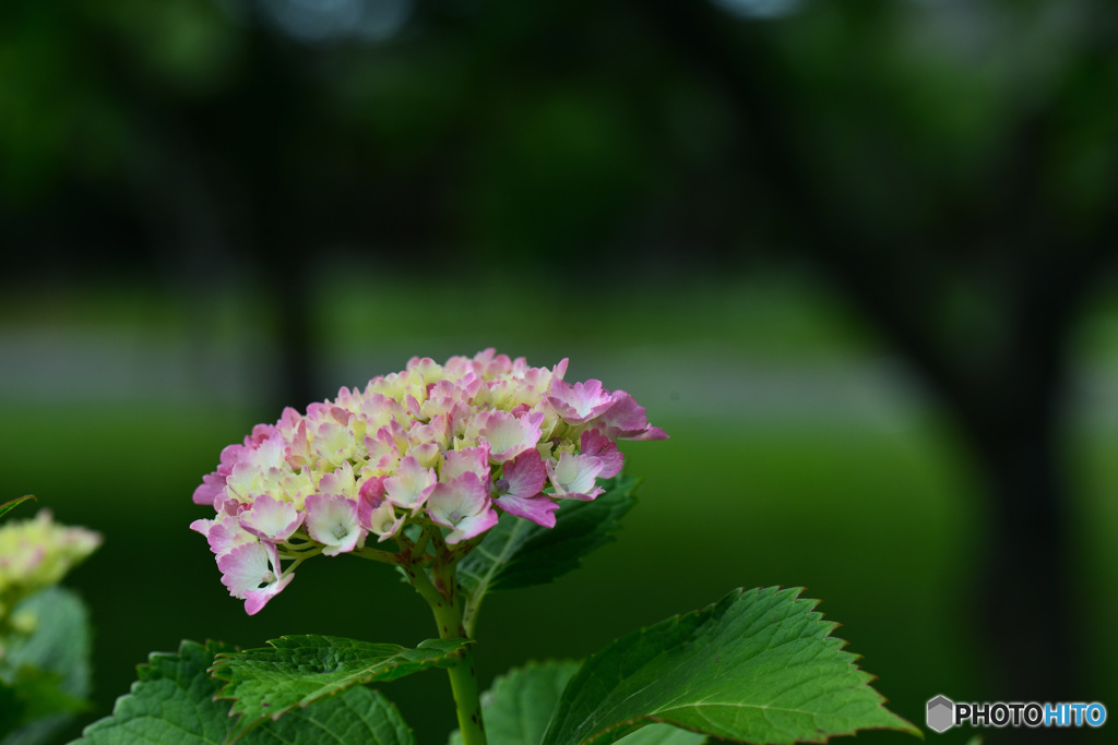紫陽花　　②